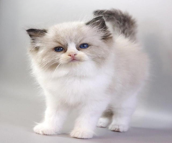 Hennessy is a Graceful Ragdoll Handsome Kitten