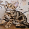 Cute American Shorthair Kitty in a Luxurious Fur Coat