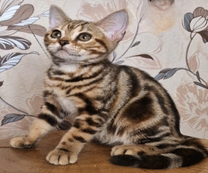 Cute American Shorthair Kitty in a Luxurious Fur Coat