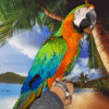 Harlequin Macaw Parrot for sale