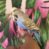 Dilute Violet English Budgie for sale (Budgerigar)