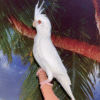 Albino Cockatiel for sale