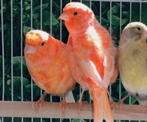 Red Factor Canary for sale