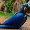 Hyacinth Blue Macaw Bird for sale
