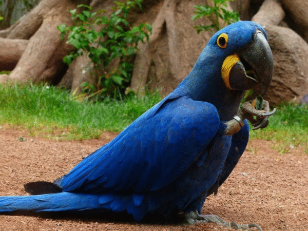 Hyacinth Blue Macaw Bird for sale