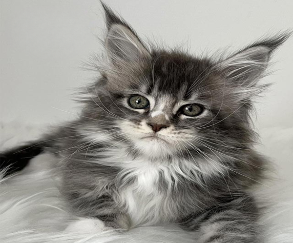 Ivy is an Exquisite Maine Coon Beauty With a Delicate Blue Silver Marble Color