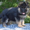 Bullet – German Shepherd Dog