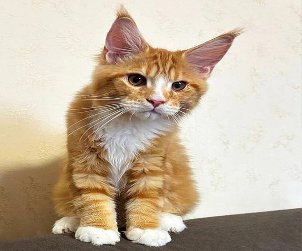 Big Handsome Maine Coon Cat With High Ears and a Spectacular Fur Coat