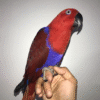 Red Sided Eclectus Parrots for sale