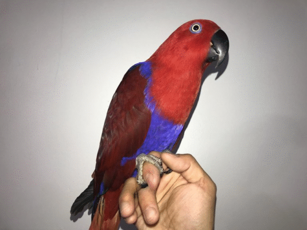 Red Sided Eclectus Parrots for sale