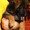 The Littlest Hobo – German Shepherd Dog