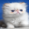 1 (4) Boryusik — Persian Cat іs Waiting for His Family