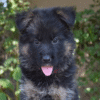 Varick – German Shepherd Dog