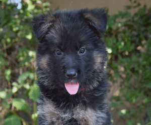 Varick – German Shepherd Dog