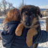Jaws – German Shepherd puppy