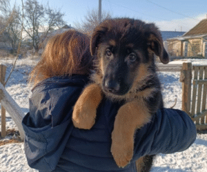 Jaws – German Shepherd puppy