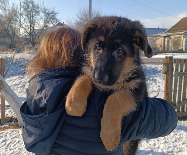 Jaws – German Shepherd puppy