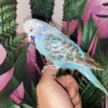 Blue Opaline English Budgies for sale (Budgerigar)
