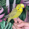 Cinnamon Olive English Budgie for sale (Budgerigar)
