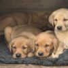 Kc reg yellow labrador puppies