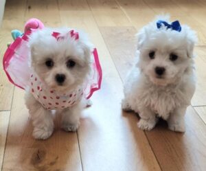 Miniature Maltese Pedigree House Trained