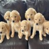 Golden Retriever puppies