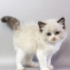 Hector is a Cute Ragdoll Kitten in a Luxurious Fur Coat