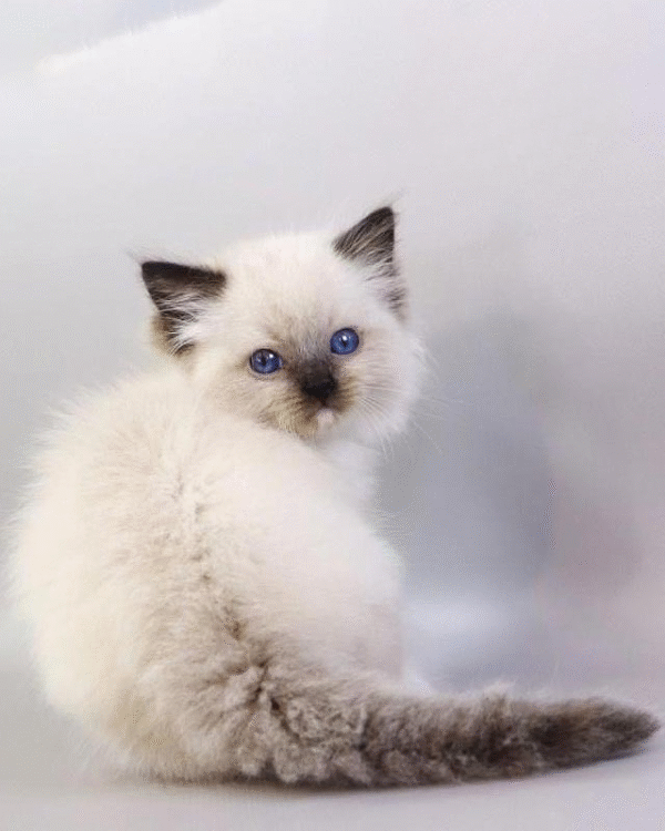 Haritosha is an Elegant Ragdoll Kitten