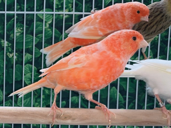 Red Factor Canary for sale