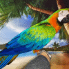 Harlequin Macaw Parrot for sale