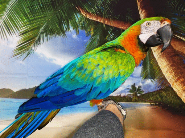 Harlequin Macaw Parrot for sale