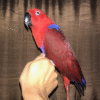 Red Sided Eclectus Parrots for sale