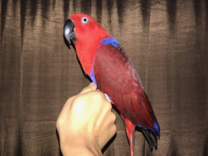 Red Sided Eclectus Parrots for sale