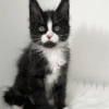Itan is an Elegant Maine Coon Kitten in a Black and White Fur Coat and With a Spectacular "Nose Spot"
