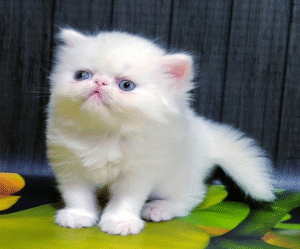 Kralya is a Spectacular Persian Kitty in an Exquisite Snow White Fur Coat