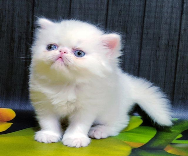 Kralya is a Spectacular Persian Kitty in an Exquisite Snow White Fur Coat