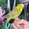 Cinnamon Olive English Budgie for sale (Budgerigar)