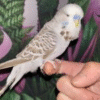 Cinnamon Grey English Budgies for sale (Budgerigar)