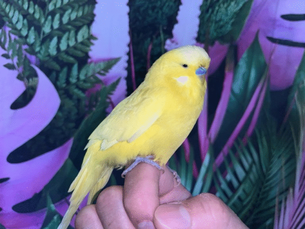 Lutino Yellow English Budgies for sale