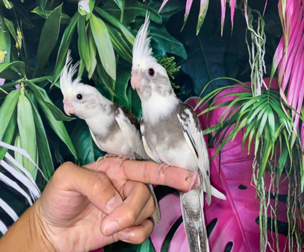 White Face Pied Cockatiel for sale