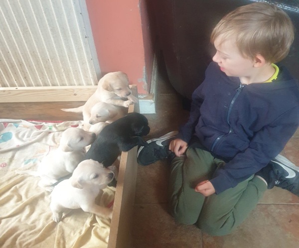 KC REGISTERED, FULLY HEALTH TESTED LABRADOR RETRIEVER PUPS