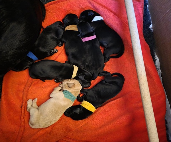 AKC Registered Puppies, gundogs or pets or both!