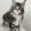 Ivy is an Exquisite Maine Coon Beauty With a Delicate Blue Silver Marble Color