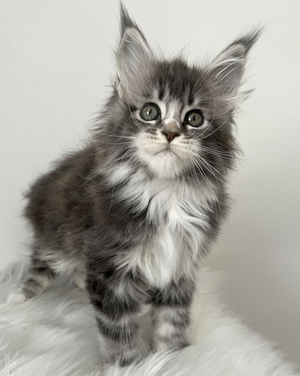 Ivy is an Exquisite Maine Coon Beauty With a Delicate Blue Silver Marble Color