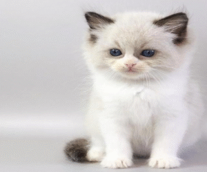 Hector is a Cute Ragdoll Kitten in a Luxurious Fur Coat