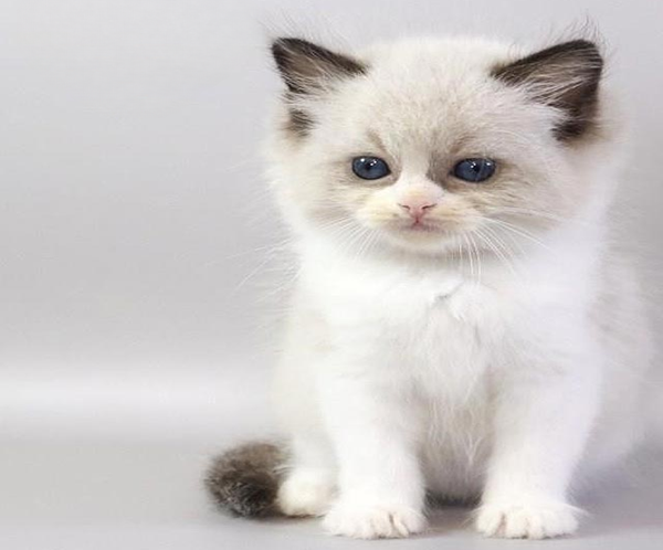 Hector is a Cute Ragdoll Kitten in a Luxurious Fur Coat