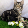Ocean is a Large Maine Coon Kitten in a Marble Fur Coat