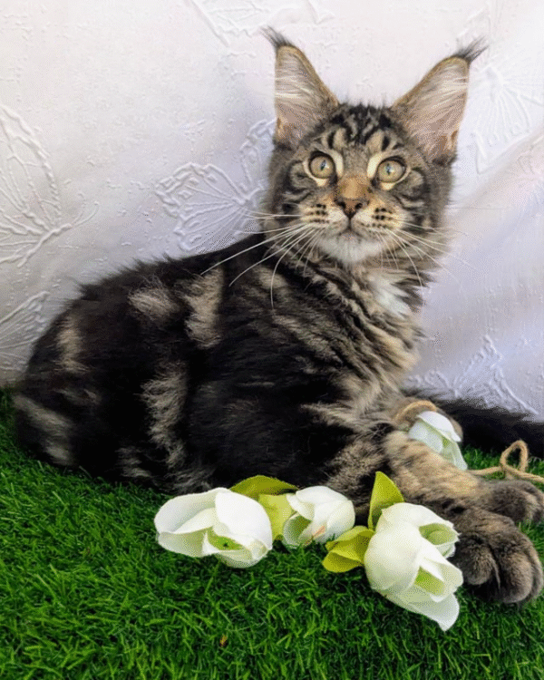 Ocean is a Large Maine Coon Kitten in a Marble Fur Coat
