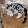 Graceful American Shorthair Kitten