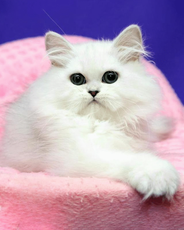 Luxurious Persian Handsome Kitten Yarik